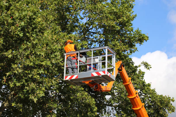 Best Tree Mulching  in Alum Creek, WV