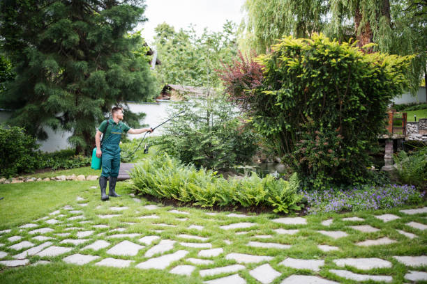 Best Lawn Drainage Solutions  in Alum Creek, WV